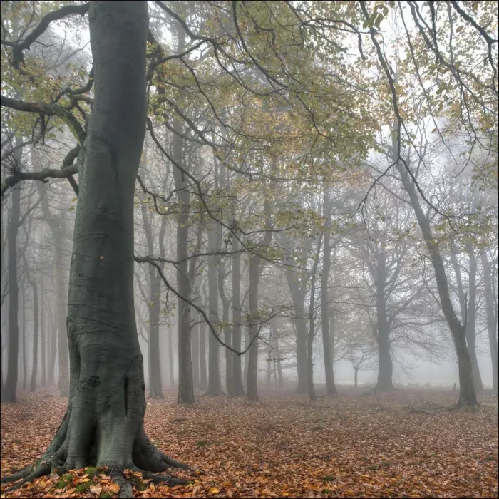 Framed Print : Autumn damp