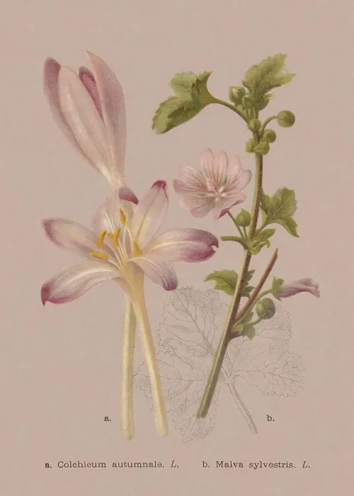 Framed Print : Autumn flowers (Colchicaceae, Malvaceae), chromolithograph, published in 1886 Framed Print : Autumn flowers (Colchicaceae, Malvaceae), chromolithograph, published in 1886