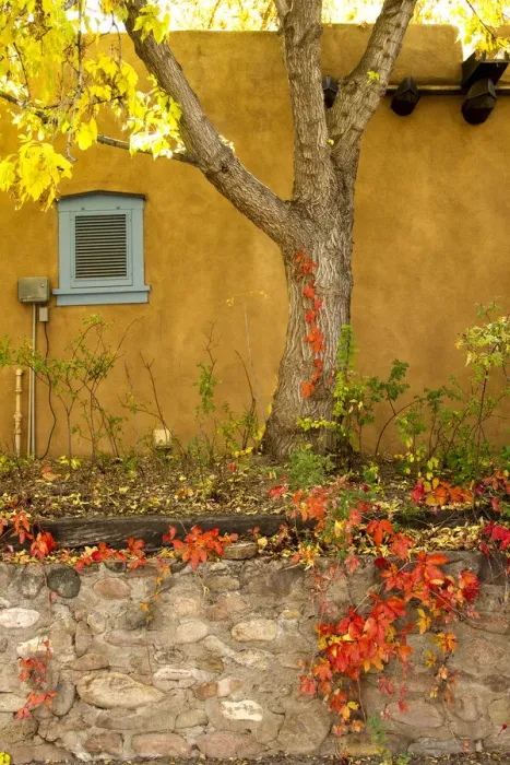 Framed Print : Autumn Foliage growing on E. De Vargas Street Framed Print : Autumn Foliage growing on E. De Vargas Street