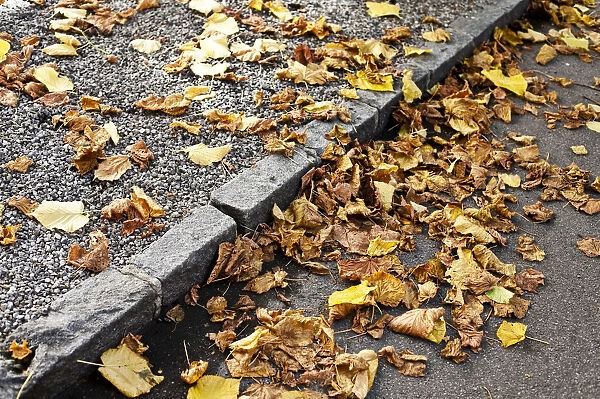 Autumn foliage on a street