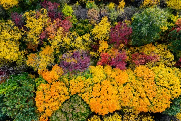 Framed Print : Autumn forest with colorful trees. Aerial view Framed Print : Autumn forest with colorful trees. Aerial view