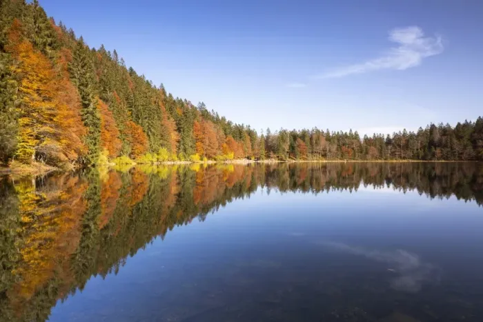 Framed Print : Autumn forest at Feldsee Lake with reflections, near Mt Feldberg, Black Forest, Baden-Wuerttemberg, Germany, Europe Framed Print : Autumn forest at Feldsee Lake with reflections, near Mt Feldberg, Black Forest, Baden-Wuerttemberg, Germany, Europe