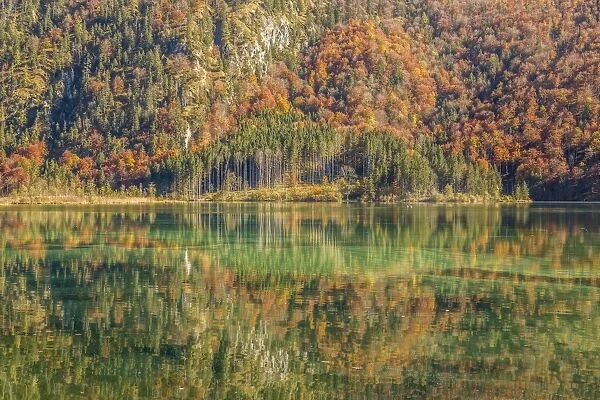 Autumn forest with its reflection in Almsee lake, Gruenau im Almtal, Upper Austria, Austria