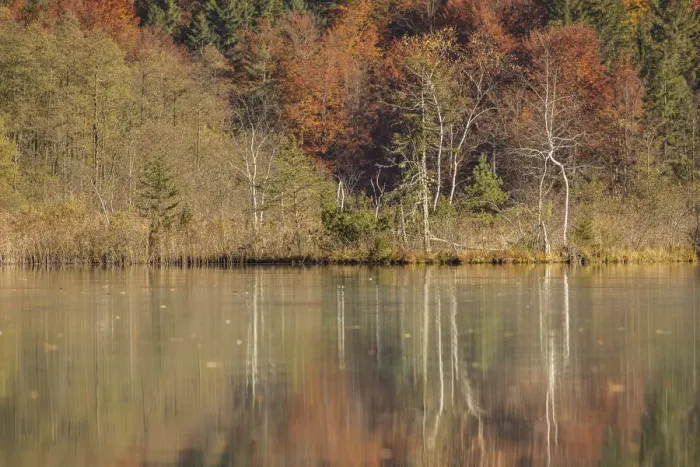 Framed Print : Autumn forest with its reflection in Almsee lake, Gruenau im Almtal, Upper Austria, Austria Framed Print : Autumn forest with its reflection in Almsee lake, Gruenau im Almtal, Upper Austria, Austria