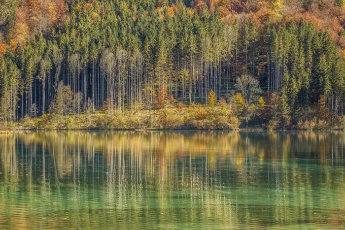 Framed Print : Autumn forest with its reflection in Almsee lake, Gruenau im Almtal, Upper Austria, Austria