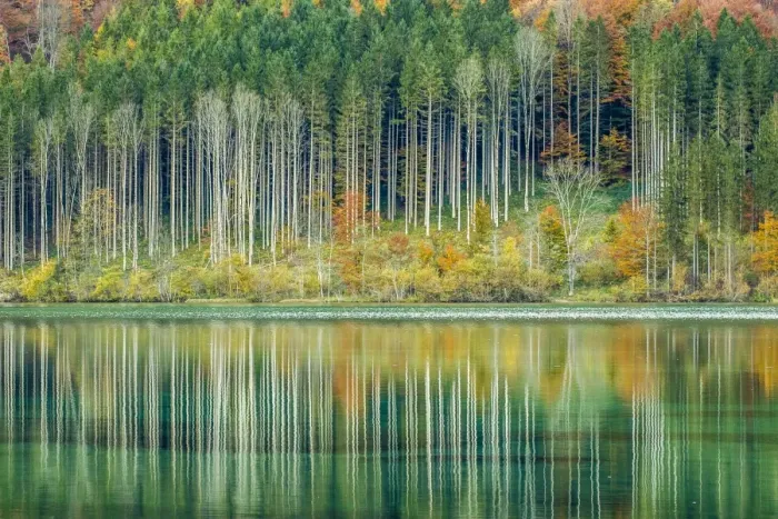 Framed Print : Autumn forest with its reflection in Almsee lake, Gruenau im Almtal, Upper Austria, Austria Framed Print : Autumn forest with its reflection in Almsee lake, Gruenau im Almtal, Upper Austria, Austria