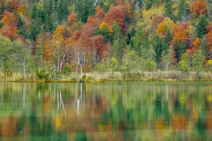 Framed Print : Autumn forest with its reflection in Almsee lake, Gruenau im Almtal, Upper Austria, Austria