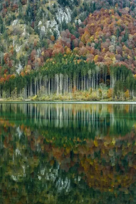 Framed Print : Autumn forest with its reflection in Almsee lake, Gruenau im Almtal, Upper Austria, Austria