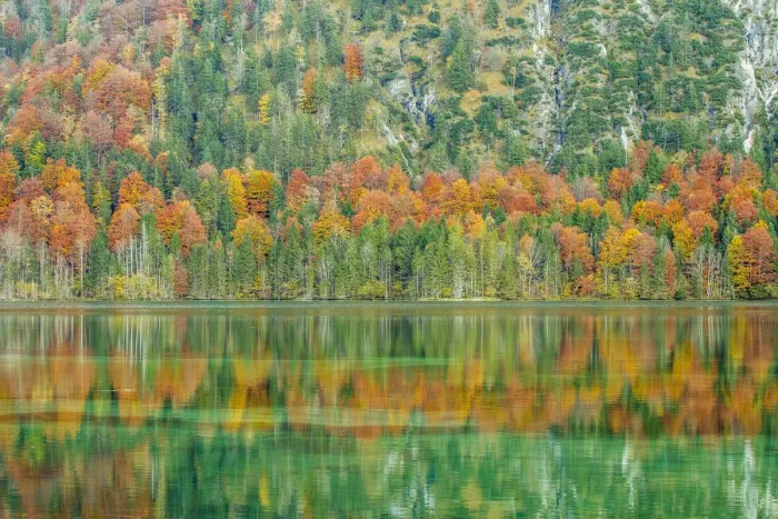 Framed Print : Autumn forest with its reflection in Almsee lake, Gruenau im Almtal, Upper Austria, Austria Framed Print : Autumn forest with its reflection in Almsee lake, Gruenau im Almtal, Upper Austria, Austria