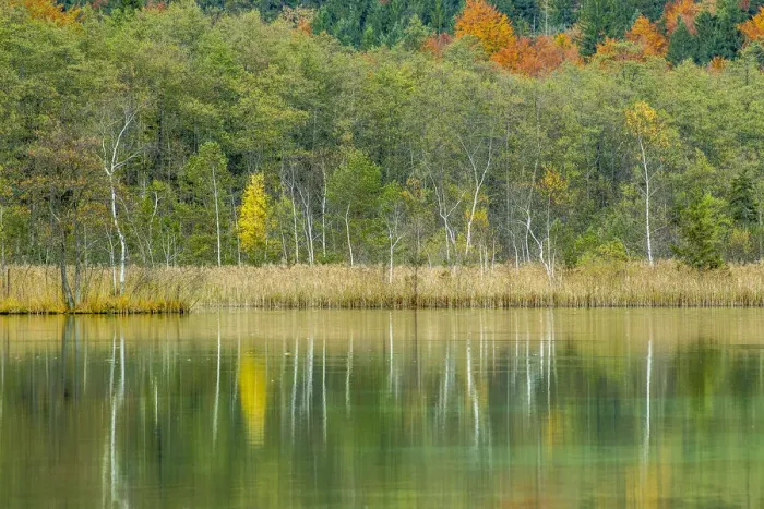 Framed Print : Autumn forest with its reflection in Almsee lake, Gruenau im Almtal, Upper Austria, Austria Framed Print : Autumn forest with its reflection in Almsee lake, Gruenau im Almtal, Upper Austria, Austria