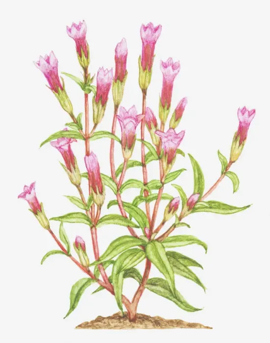 Framed Print : autumn gentian, botany, cut out, flower, foliage, leaf, gentian, gentianaceae, gentianella amarella Framed Print : autumn gentian, botany, cut out, flower, foliage, leaf, gentian, gentianaceae, gentianella amarella