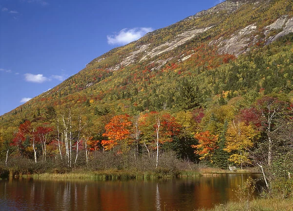 Autumn hardwood forest and pond beneath Mt. Webster, White Mountains, Crawford Notch State Park, New Hampshire, USA