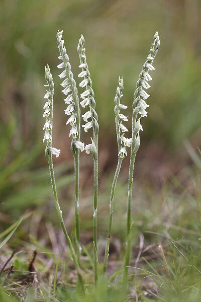 Autumn Ladys Tresses -Spiranthes spiralis-, flowering orchid, Hesse, Germany