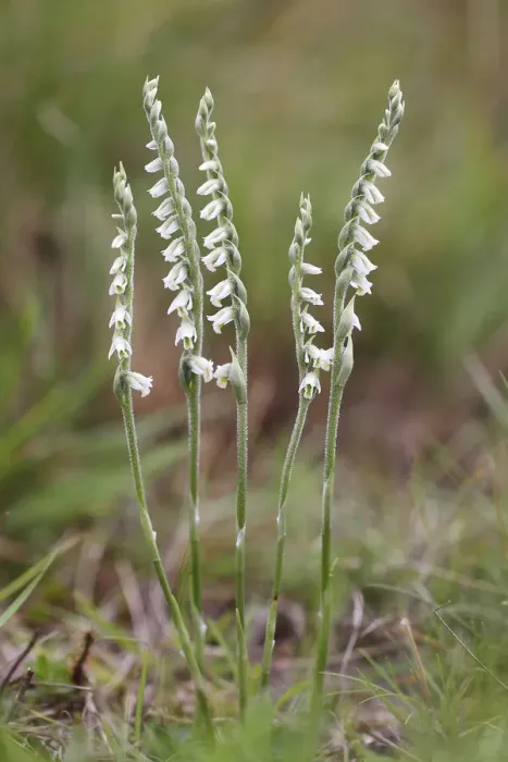 Framed Print : Autumn Ladys Tresses -Spiranthes spiralis-, flowering orchid, Hesse, Germany