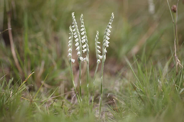 Autumn Ladys Tresses -Spiranthes spiralis-, flowering orchid, Hesse, Germany