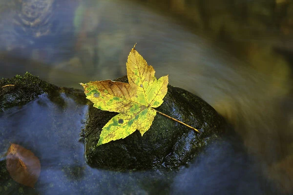 Autumn leaf on a rock in a stream
