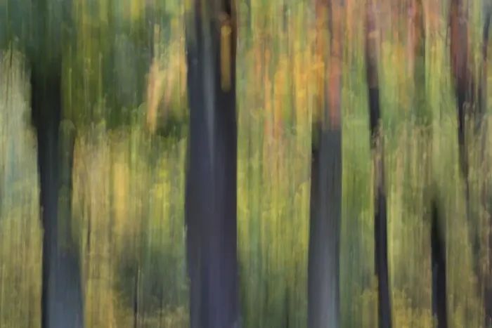 Framed Print : Autumn leaves Framed Print : Autumn leaves