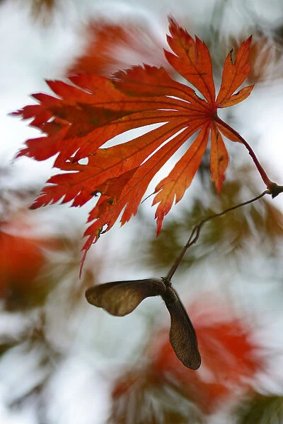 Autumn leaves of the Downy Japanese Maple -Acer japonicum Aconitifolium-, Emsland, Lower Saxony, Germany