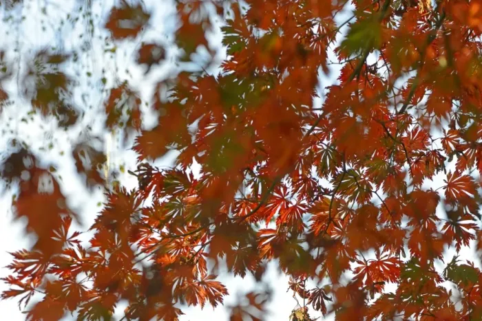 Framed Print : Autumn leaves of the Downy Japanese Maple -Acer japonicum Aconitifolium-, Emsland, Lower Saxony, Germany Framed Print : Autumn leaves of the Downy Japanese Maple -Acer japonicum Aconitifolium-, Emsland, Lower Saxony, Germany