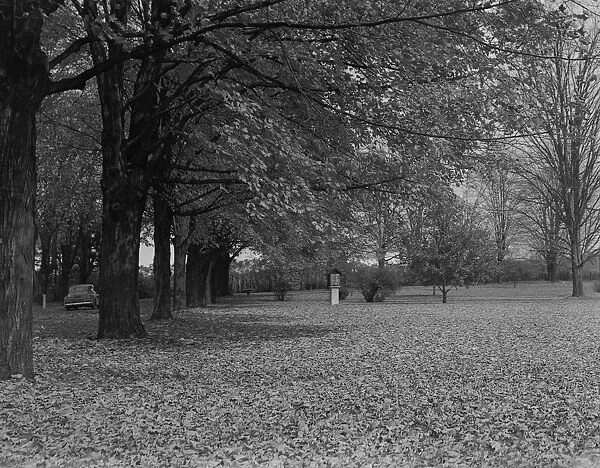 Autumn leaves under trees in park