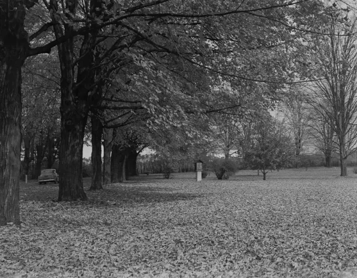 Framed Print : Autumn leaves under trees in park Framed Print : Autumn leaves under trees in park