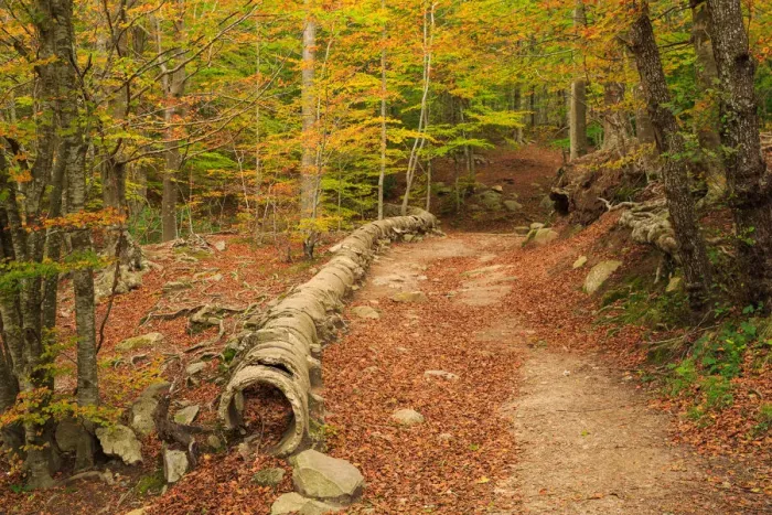 Framed Print : Autumn at Montseny Framed Print : Autumn at Montseny
