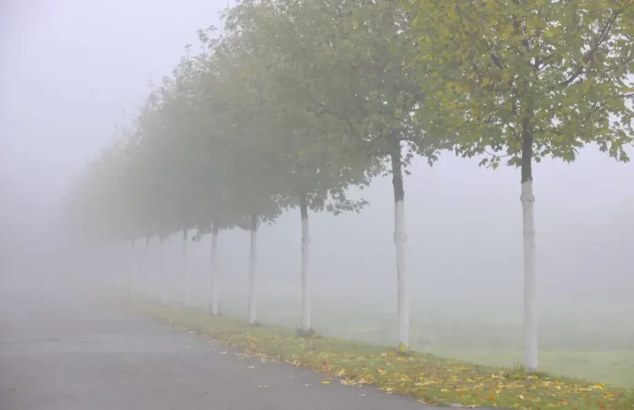Framed Print : Autumn mood, tree-lined avenue in fog, Stuttgart, Baden-Wuerttemberg, Germany, Europe Framed Print : Autumn mood, tree-lined avenue in fog, Stuttgart, Baden-Wuerttemberg, Germany, Europe
