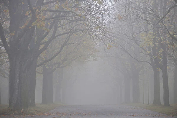 Autumn mood, tree-lined avenue in fog, Stuttgart, Baden-Wuerttemberg, Germany, Europe