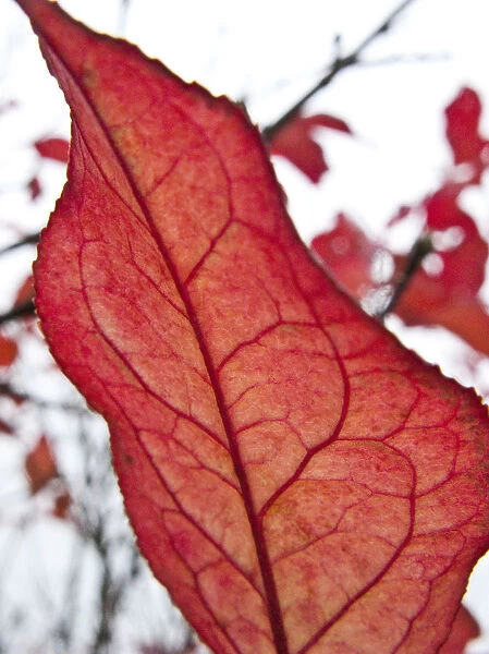 Autumn, red leaf