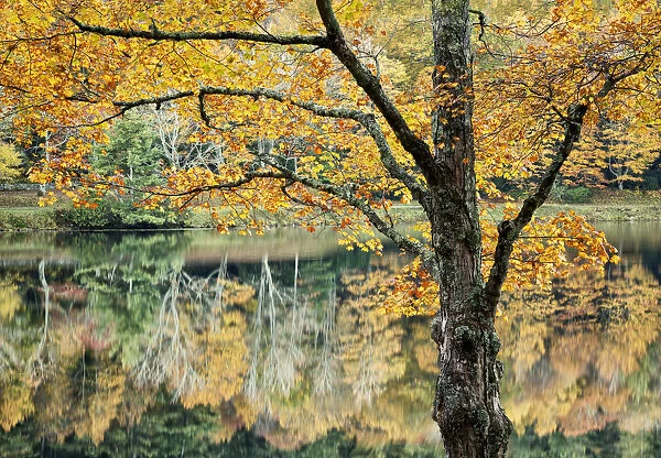 Autumn reflections in Bass Lake in Moses H Cone Memorial Park, Blue Ridge Parkway, North Carolina, USA