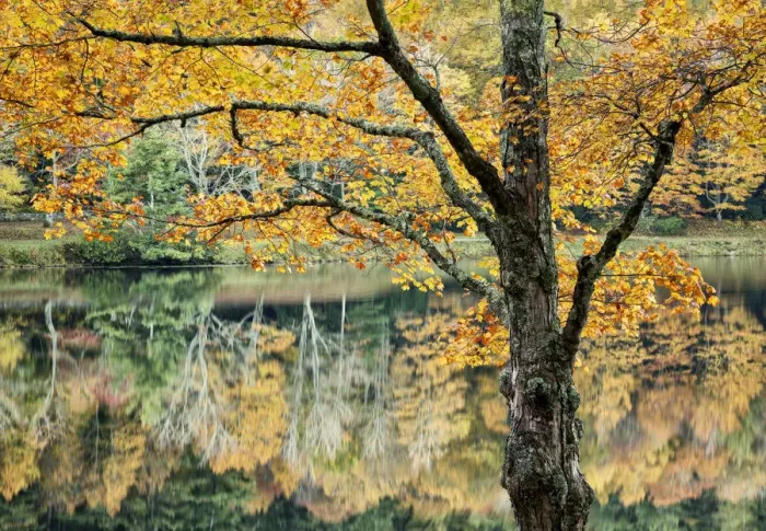 Framed Print : Autumn reflections in Bass Lake in Moses H Cone Memorial Park, Blue Ridge Parkway, North Carolina, USA Framed Print : Autumn reflections in Bass Lake in Moses H Cone Memorial Park, Blue Ridge Parkway, North Carolina, USA
