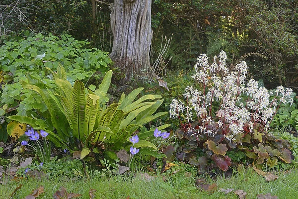 Autumn Saxifrage -Saxifraga cortusifolia Rubrifolia-, Harts-tongue Fern -Phyllitis scolopendrium- and Autumn Crocus -Crocus speciosus-, Emsland, Lower Saxony, Germany