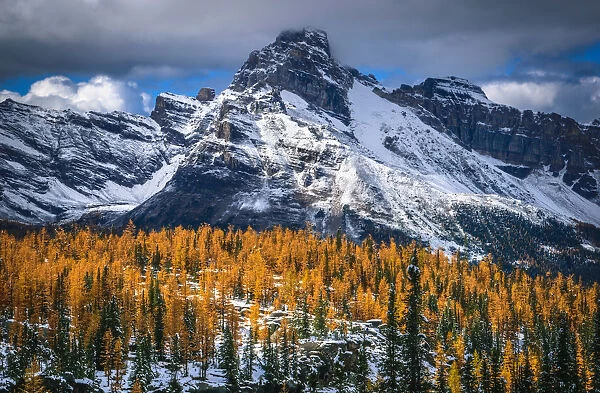 Autumn Scenery In Rocky Mountains, Lake O Hara, Yoho National Park, British Columbia, Canada