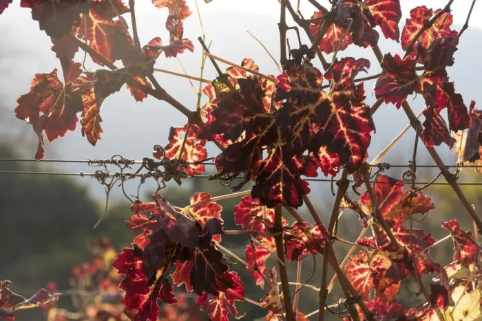 Framed Print : Autumn shades on Klein Constantia Estate, Cape Town. RSA