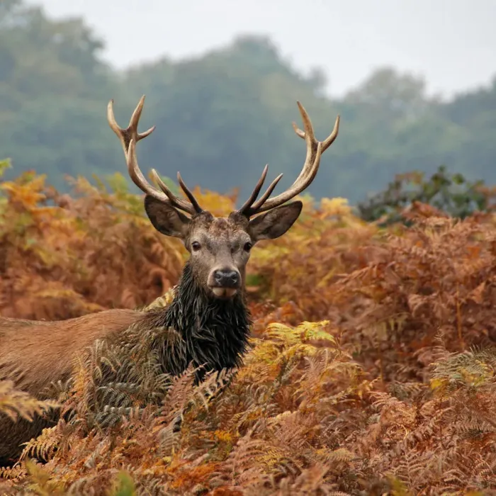 Framed Print : Autumn stag Framed Print : Autumn stag