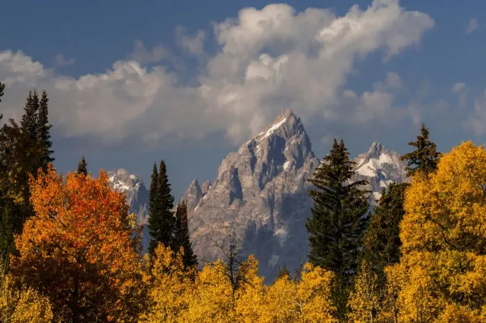 Framed Print : Autumn trees framing Grand Teton, Grand Teton National Park, Wyoming, USA Framed Print : Autumn trees framing Grand Teton, Grand Teton National Park, Wyoming, USA