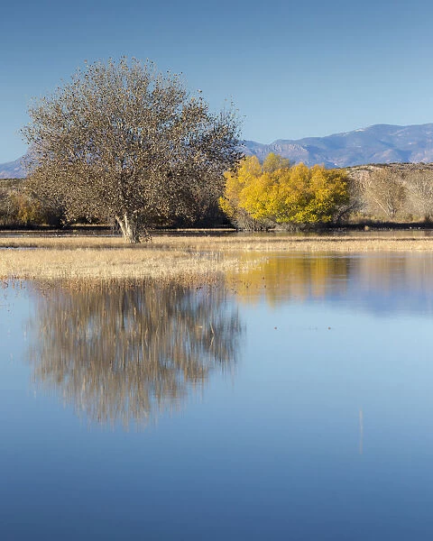 Autumn trees and mountain range reflecting in water at Bosque del Apache National Wildlife Refuge, New Mexico, USA