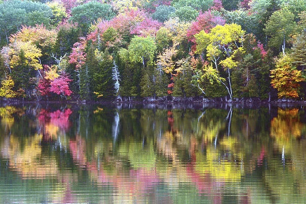 Autumn trees reflecting in Great Long Pond, Somesville, Mount Desert Island, Maine, New England, USA