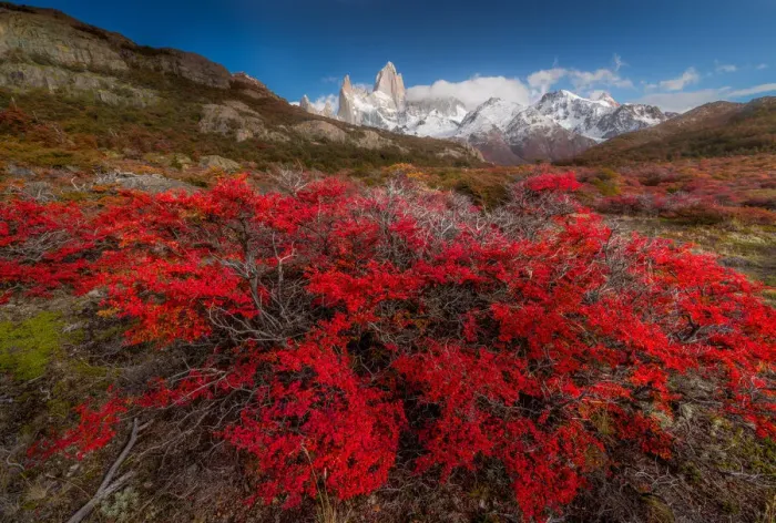 Framed Print : Autumn view of Patagonia with Mount Fitzroy background Framed Print : Autumn view of Patagonia with Mount Fitzroy background