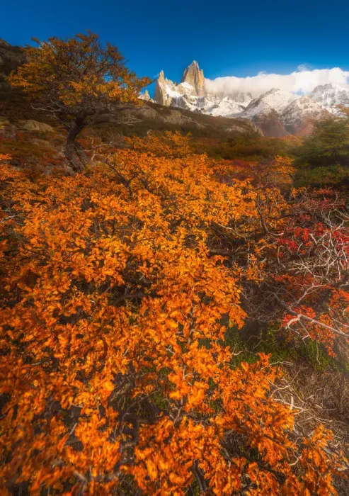 Framed Print : Autumn view of Patagonia with Mount Fitzroy background Framed Print : Autumn view of Patagonia with Mount Fitzroy background