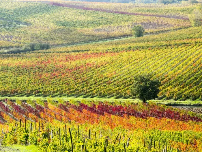 Framed Print : Autumn Vineyard in full color, Montepulciano, Tuscany, Italy