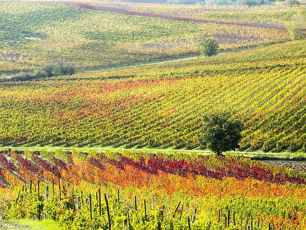 Autumn Vineyard in full color, Montepulciano, Tuscany, Italy