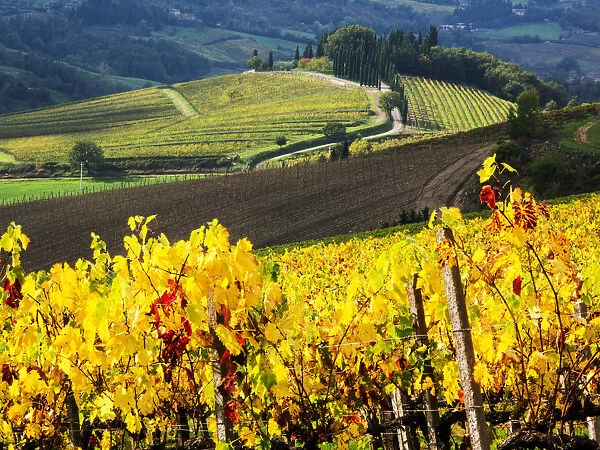 Autumn Vineyard Rows with Bright Color, Chianti, Tuscany, Italy