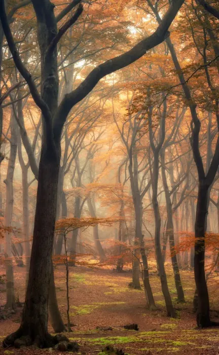 Framed Print : Autumn Woods #003 Framed Print : Autumn Woods #003