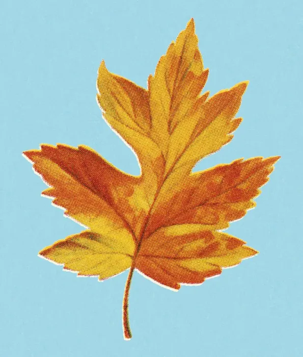 Framed Print : Autumn Yellow Leaf Framed Print : Autumn Yellow Leaf