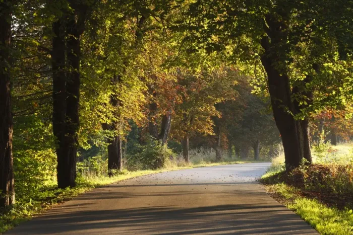 Framed Print : Autumnal avenue near Eurasburg, Upper Bavaria, Bavaria, Germany, Europe, PublicGround Framed Print : Autumnal avenue near Eurasburg, Upper Bavaria, Bavaria, Germany, Europe, PublicGround