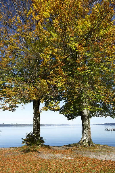 Autumnal beech trees -Fagus- at Lake Starnberg, near Seeshaupt, Bavaria, Germany, Europe
