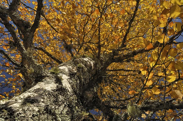 Autumnal birch (Betula)