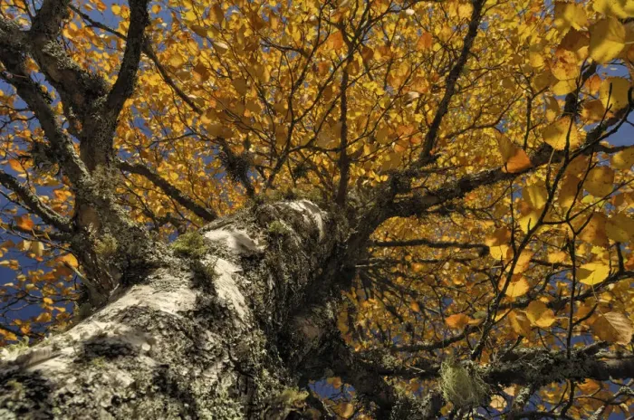 Framed Print : Autumnal birch (Betula) Framed Print : Autumnal birch (Betula)