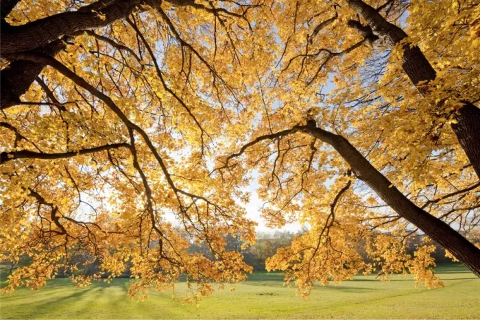 Framed Print : Autumnal coloured Field Maple -Acer campestre- in a park, Erfurt, Thuringia, Germany Framed Print : Autumnal coloured Field Maple -Acer campestre- in a park, Erfurt, Thuringia, Germany